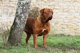 DOGUE DE BORDEAUX 166